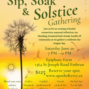 Golden yellow and orange promotional poster for the “Sip, Soak & Solstice Gathering” featuring a large dandelion silhouette against a sunset background with floating dandelion seeds and celestial accents. The event takes place Saturday, June 20 from 7 PM to 10 PM at Epiphany Farm, 1364 St-Joseph Road, Embrun. Guests are invited to enjoy herbal connection, tea blending, botanical bath rituals, bonfire, guided meditation, oracle cards, herbal sun tea, and light snacks. Hosted by ApotheKerry & Foraged Flora by Fionna. Price listed as $125 with registration at ApotheKerry.ca.
